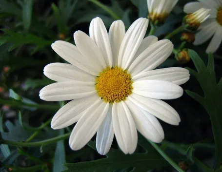 margherita