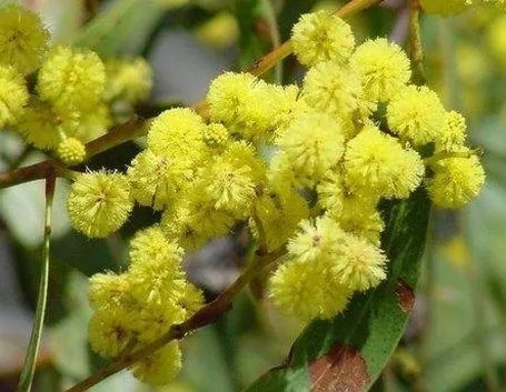 mimosa