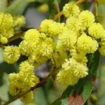 mimosa