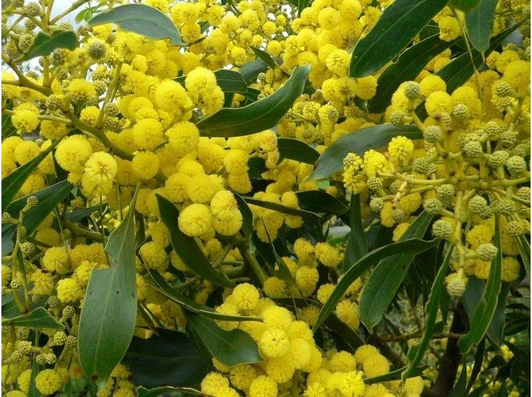 mimosa