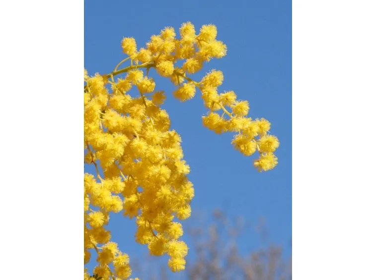 mimosa