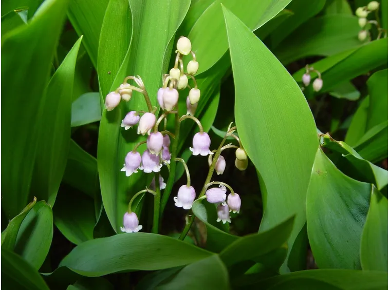 fiori mughetto