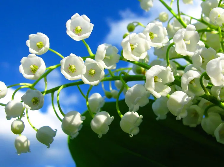 fiori mughetto