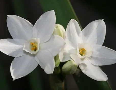 fiori narciso