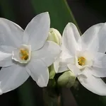 fiori narciso