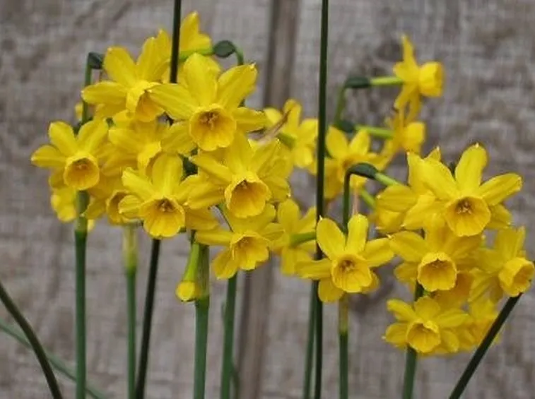 fiori narciso