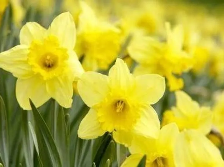 fiori narciso