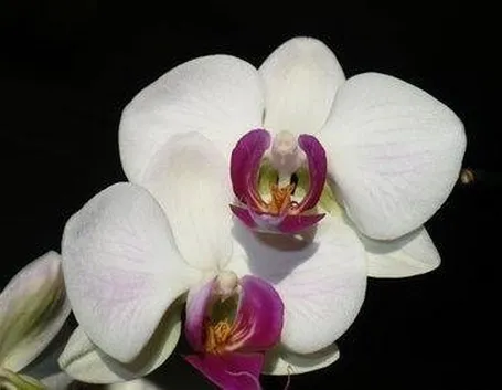 fiore orchidea