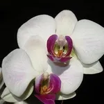 fiore orchidea