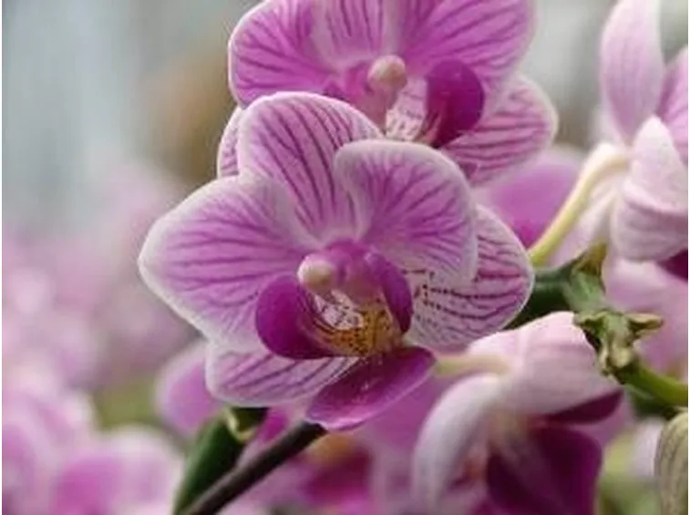 fiori orchidea
