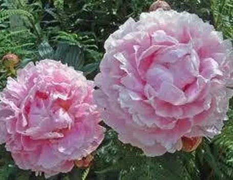 FIORI PEONIA
