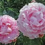 FIORI PEONIA