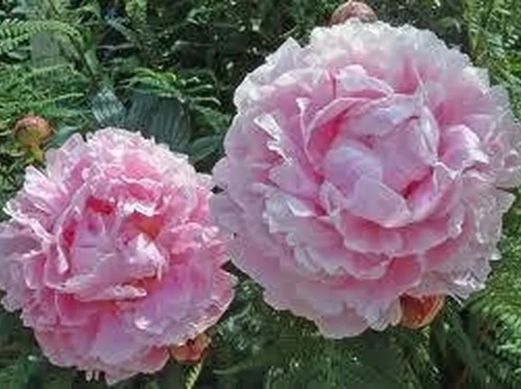 FIORI PEONIA