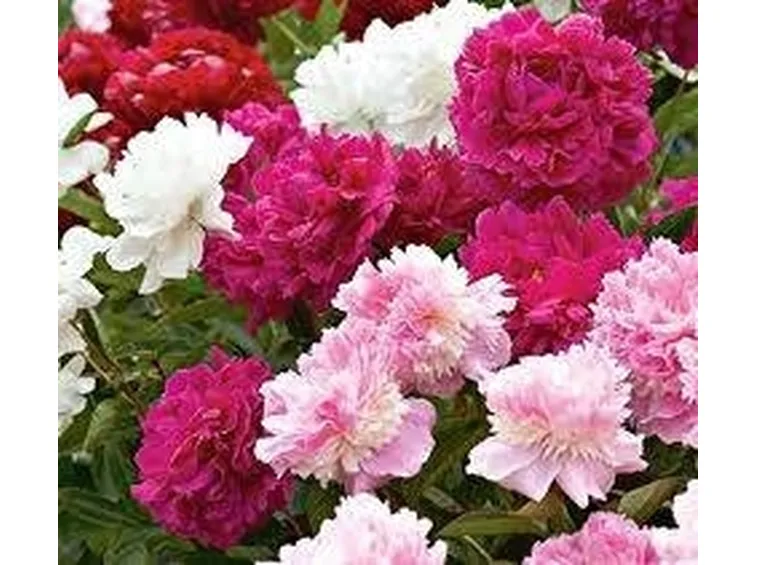 PEONIE ERBACEE