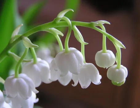 Fiori mughetto