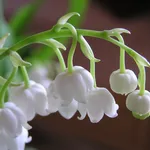 Fiori mughetto