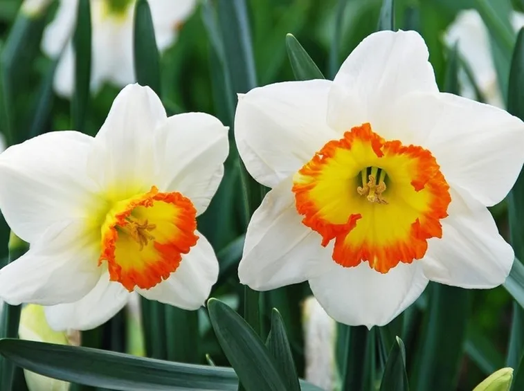Fiori narciso