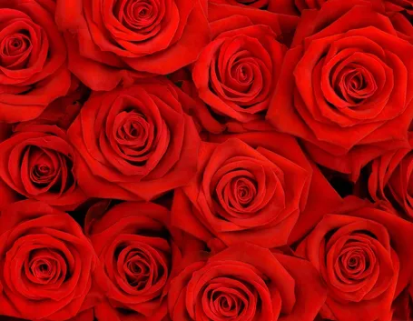 rosa rossa