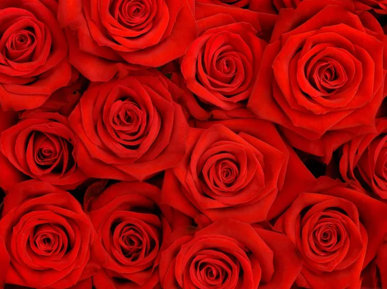 rosa rossa