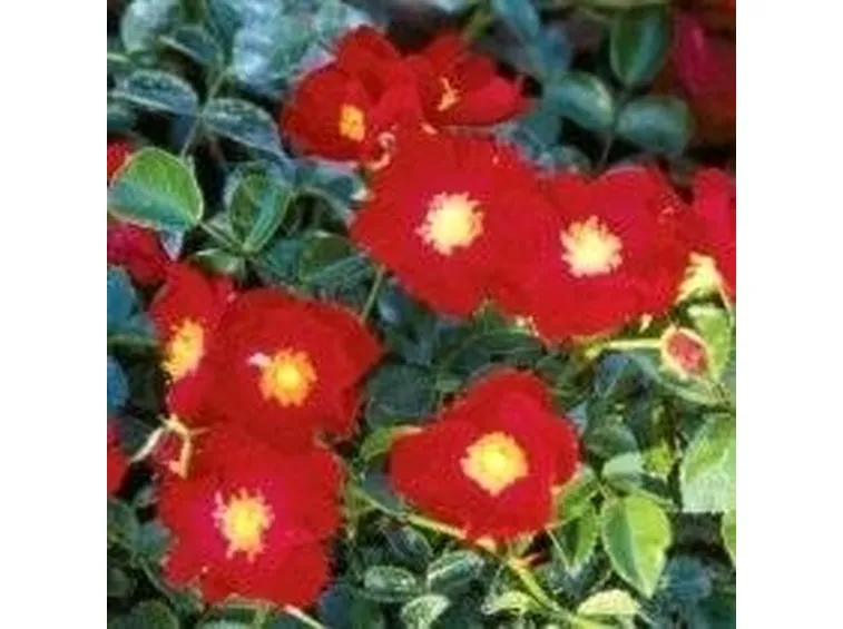 rosa rossa