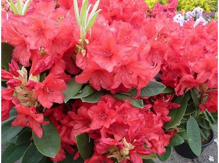 rododendro