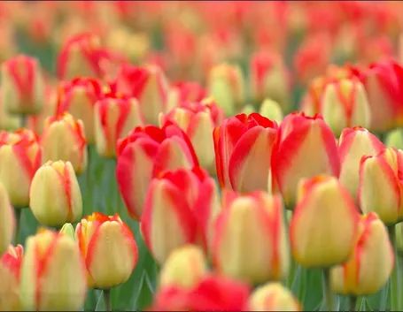 tulipani