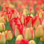 tulipani