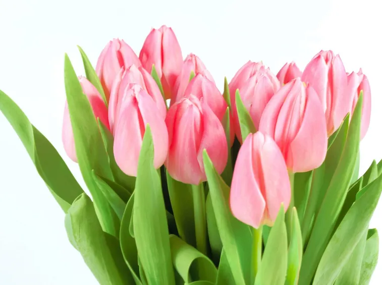 tulipani