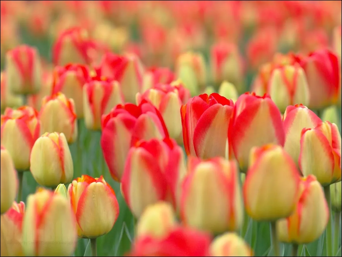 tulipani