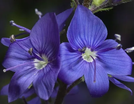 fiori veronica
