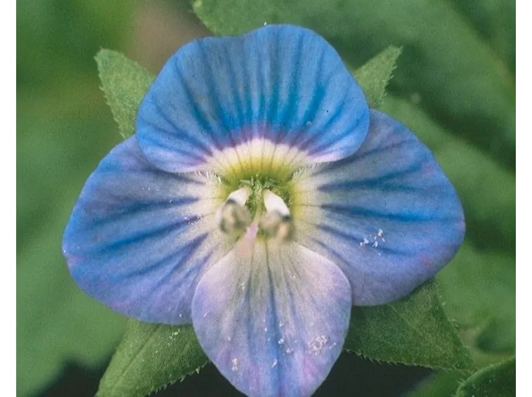 fiore veronica