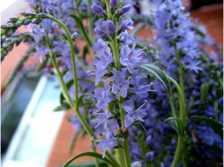 fiori veronica