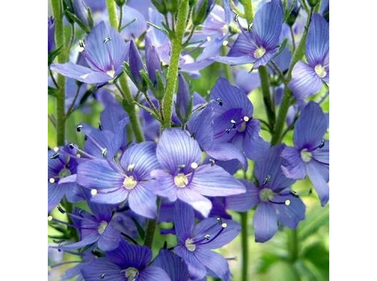 fiori veronica