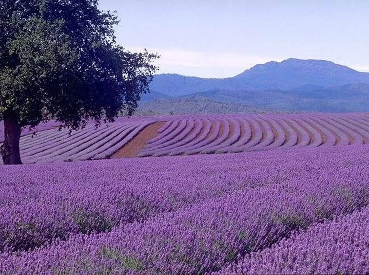 Fioritura della Lavanda