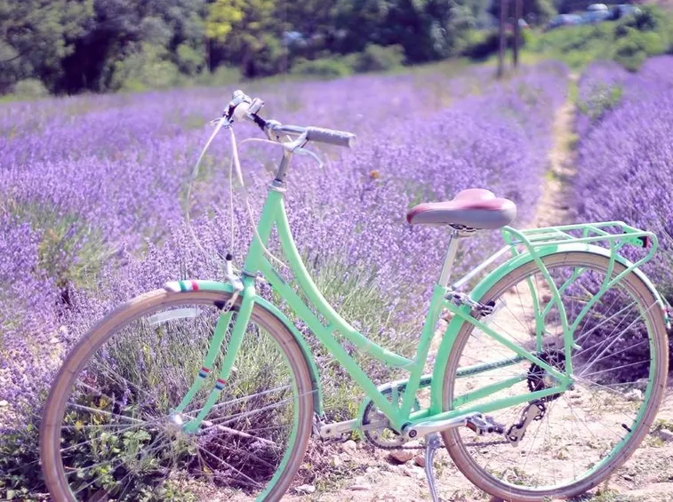 Un campo di Lavanda fiorito