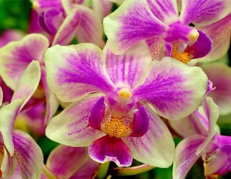 fiori orchidea