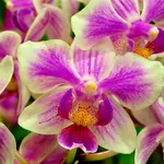 fiori orchidea