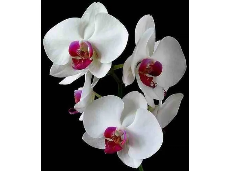 fiori orchidea