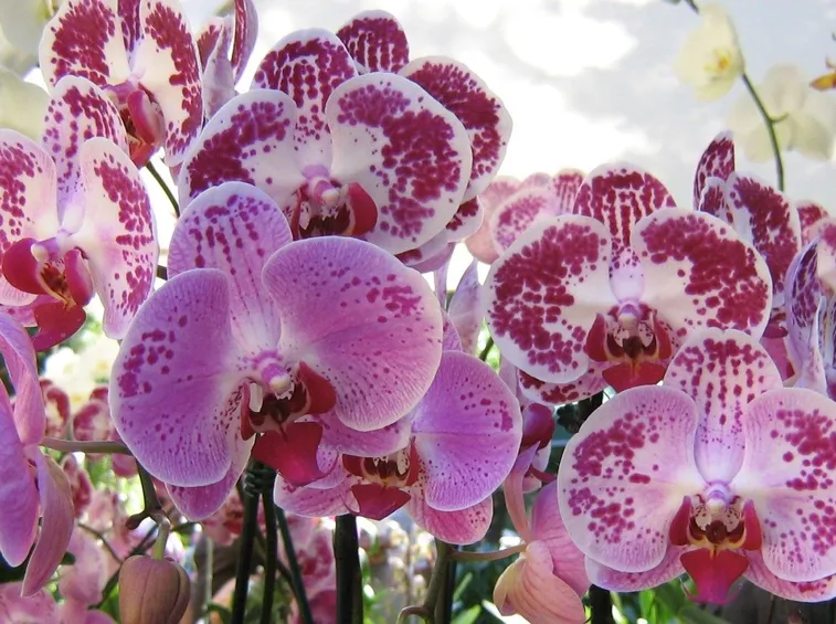 fiori orchidea