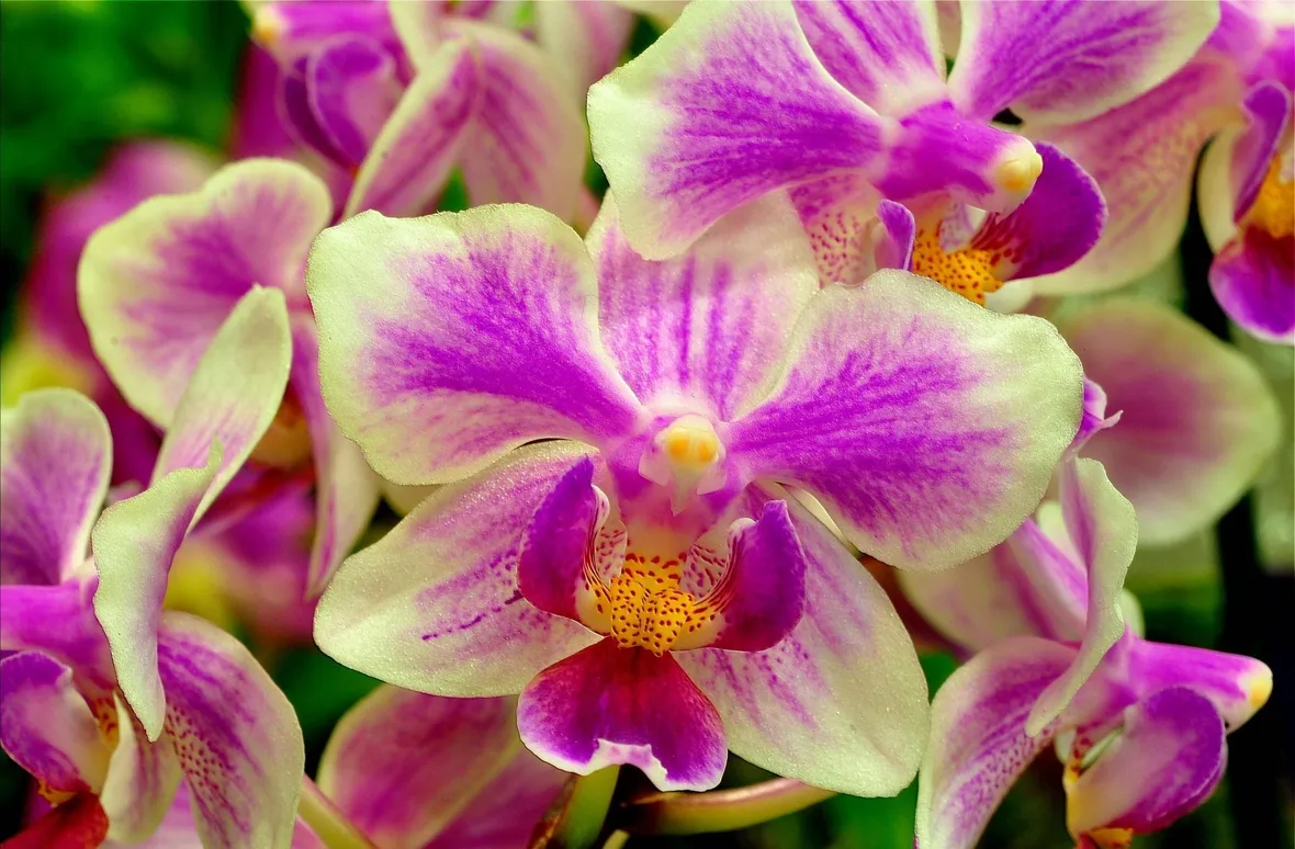 fiori orchidea