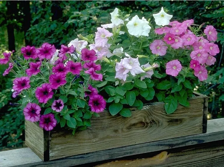 Surfinie vaso balcone