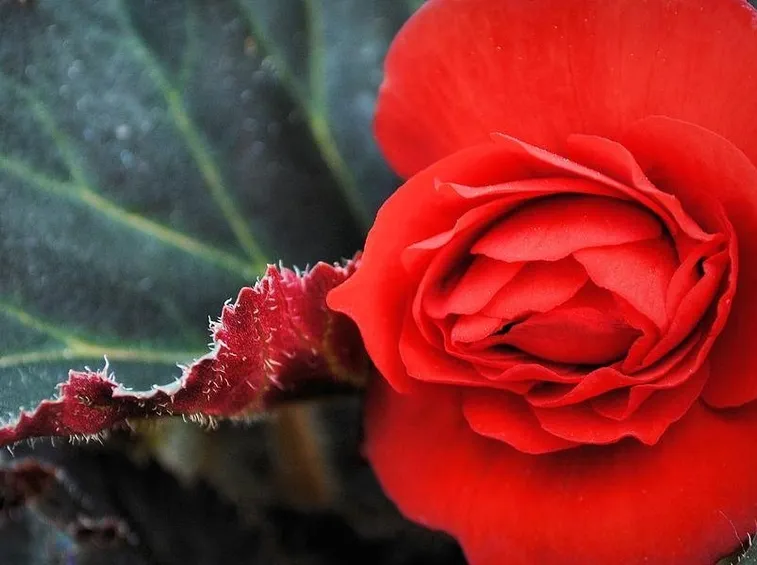 begonia