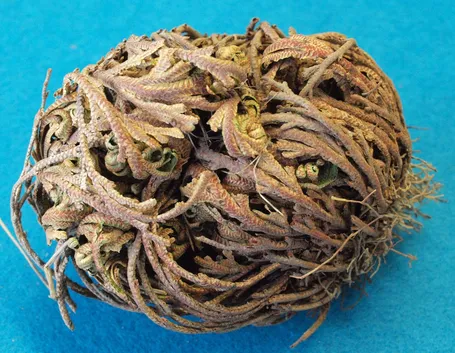 Pianta rosa gerico