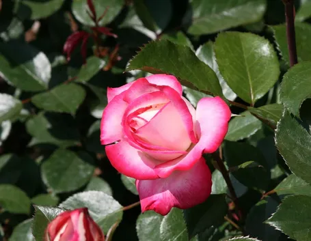 Rosa osiria