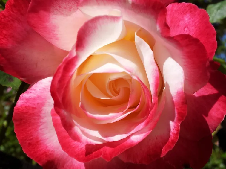 Germoglio rose