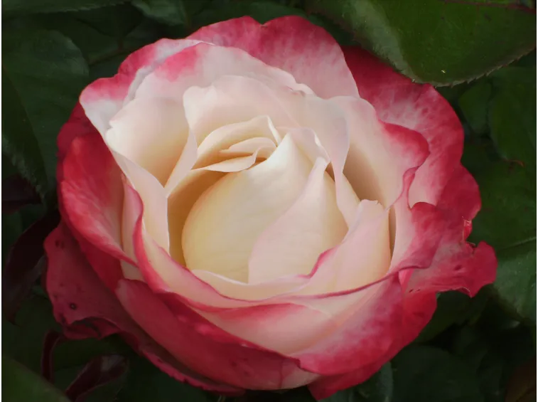 Rose varietà