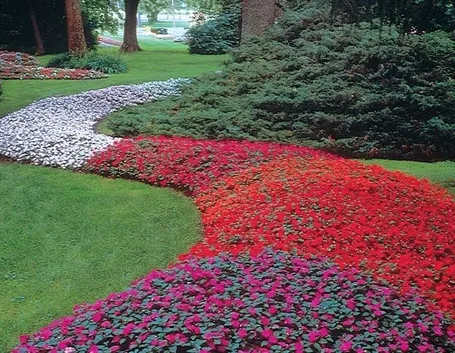 IMPATIENS