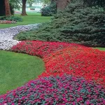 IMPATIENS