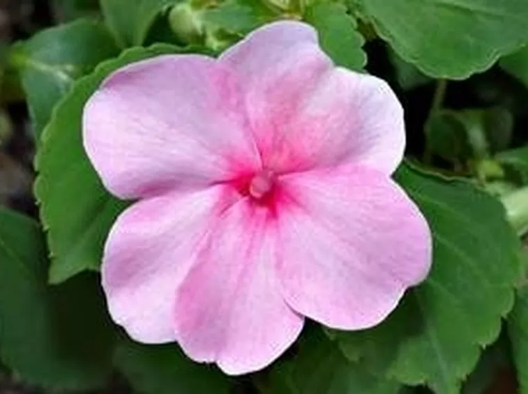 IMPATIENS