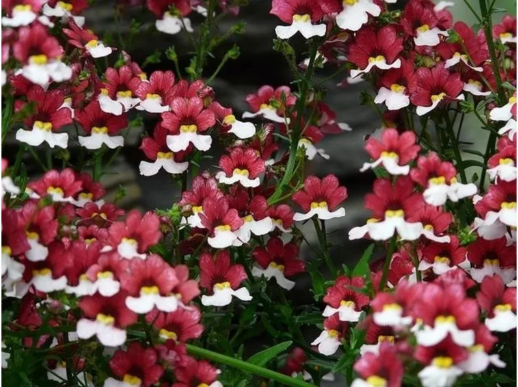 NEMESIA